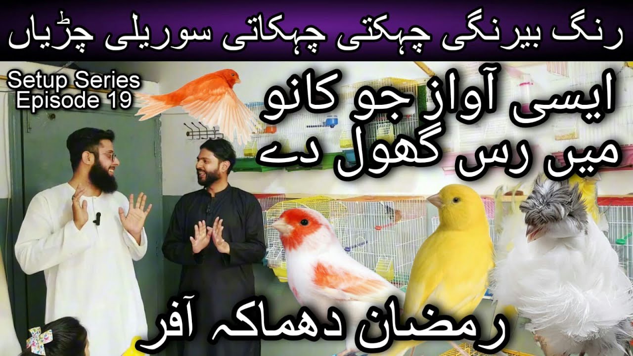 Visited Khurran Butt Canery Setup April 5, 2024 | Pencil canary | Mosaic canary | Persian canary