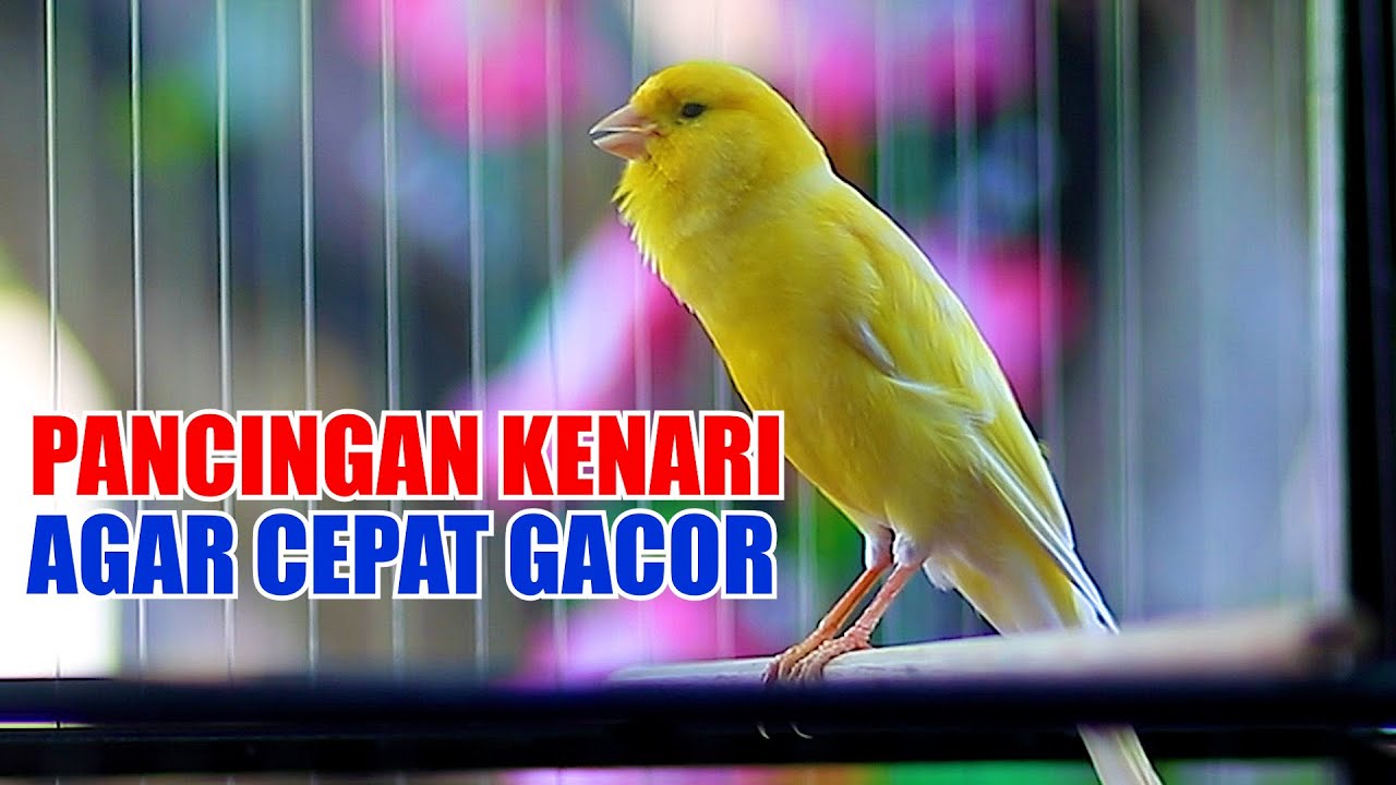 PANCINGAN EFEKTIF, KENARI PAUD, KENARI MUDA, KENARI MACET CEPAT GACOR