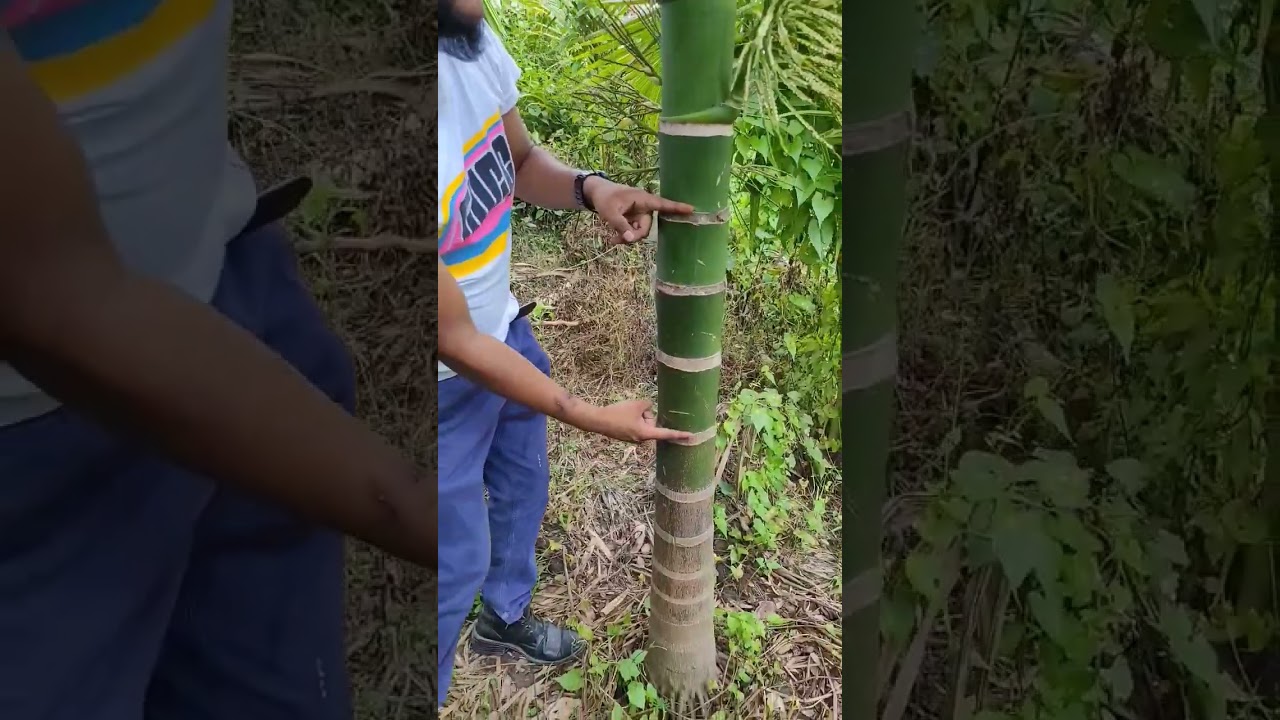 Inter Mangala C .Areca nuts plants and plantation #farms neria # areca nuts # 7002791693.