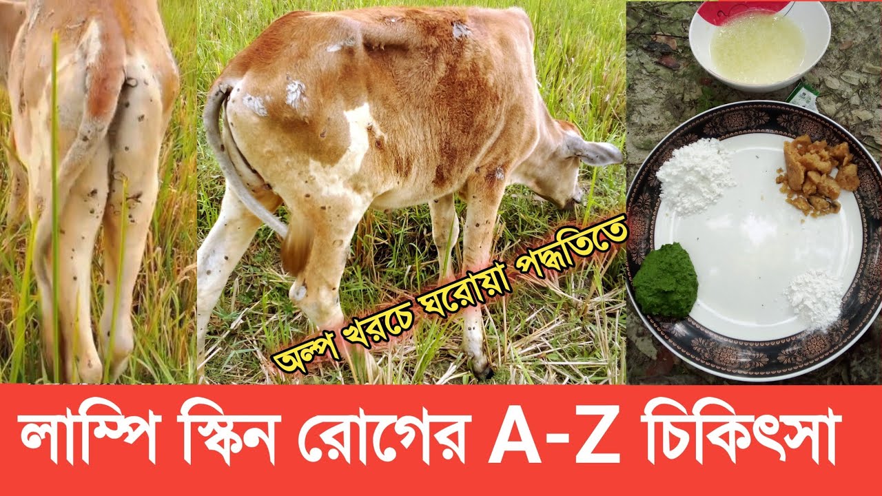 লাম্পি স্কিন রোগের A-Z চিকিৎসা অল্প খরচে | A-Z treatment for (LSD) at low cost #udyoktahao #cow