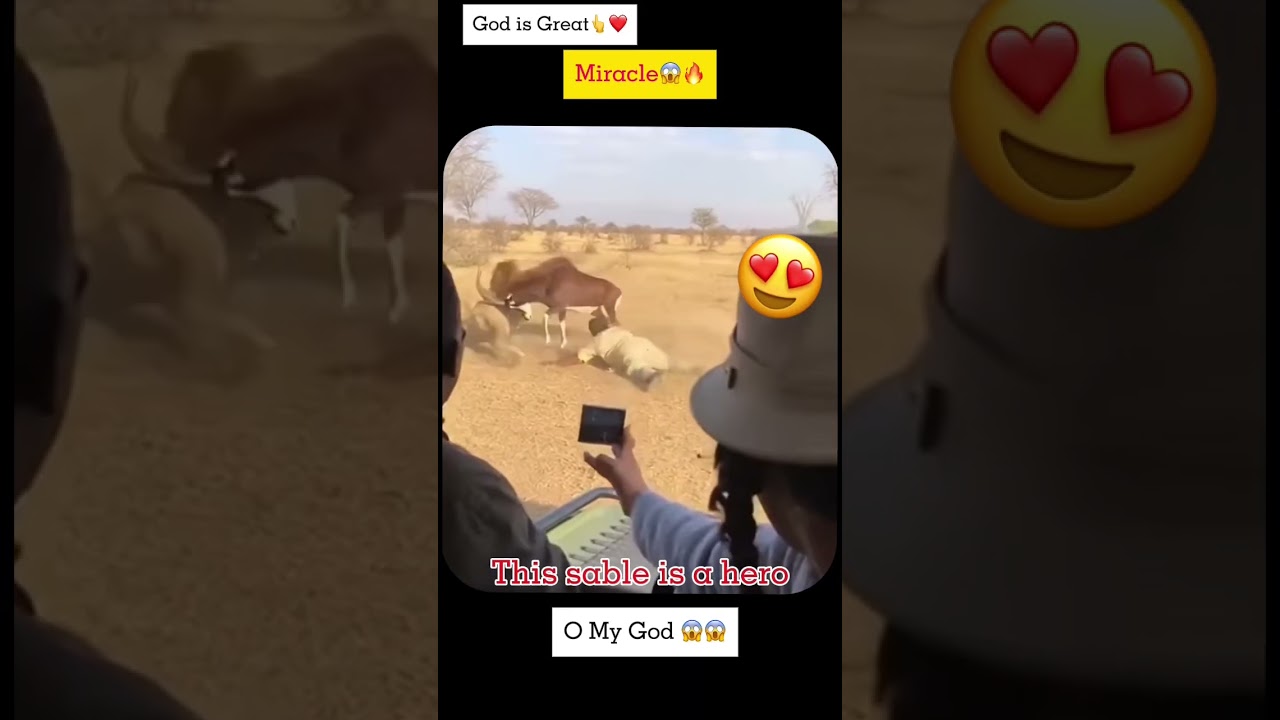 Wait till the end… 🥹💔 (Lion Rescue) 