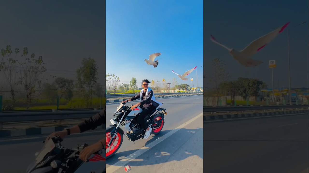 on road reaction 🫣💯🫨 #pigeonlaver #kabutar #kabutarstatus #pigeon #publicreaction #trending #short