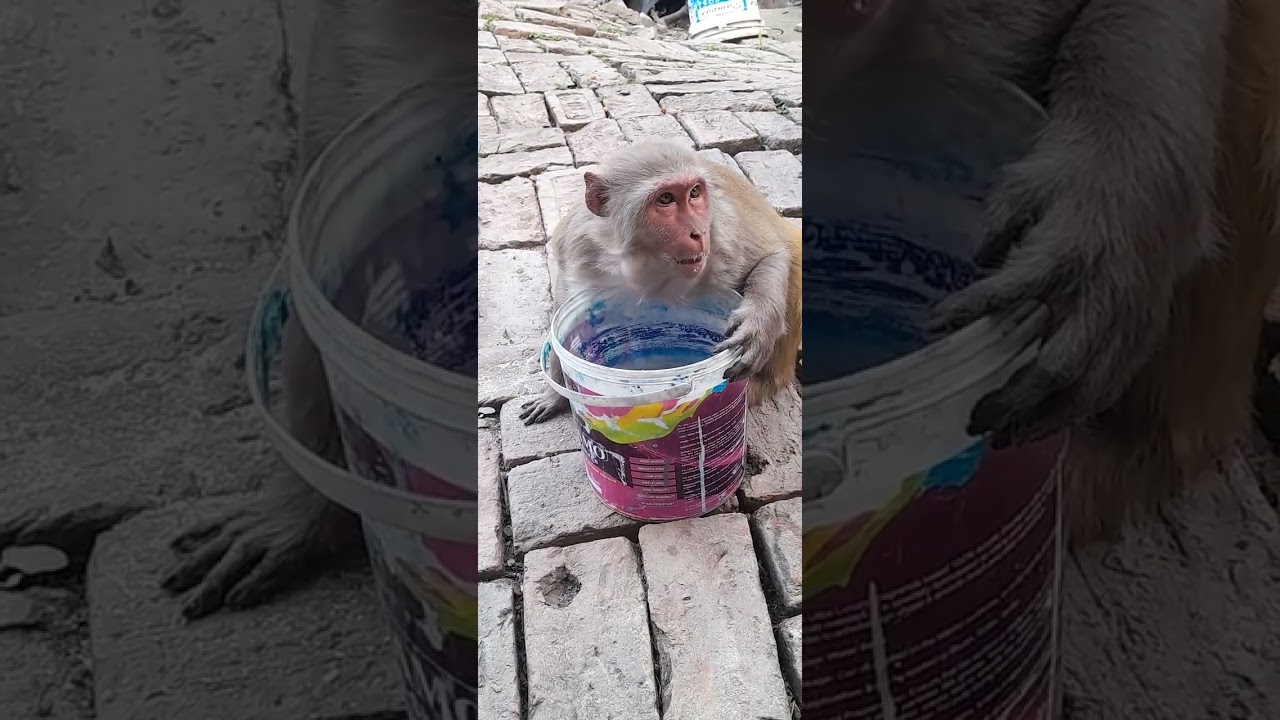 Monkey 🐒 #monkeycomedy #funny #very #video #monkey Pani seva#monkeycomedy 