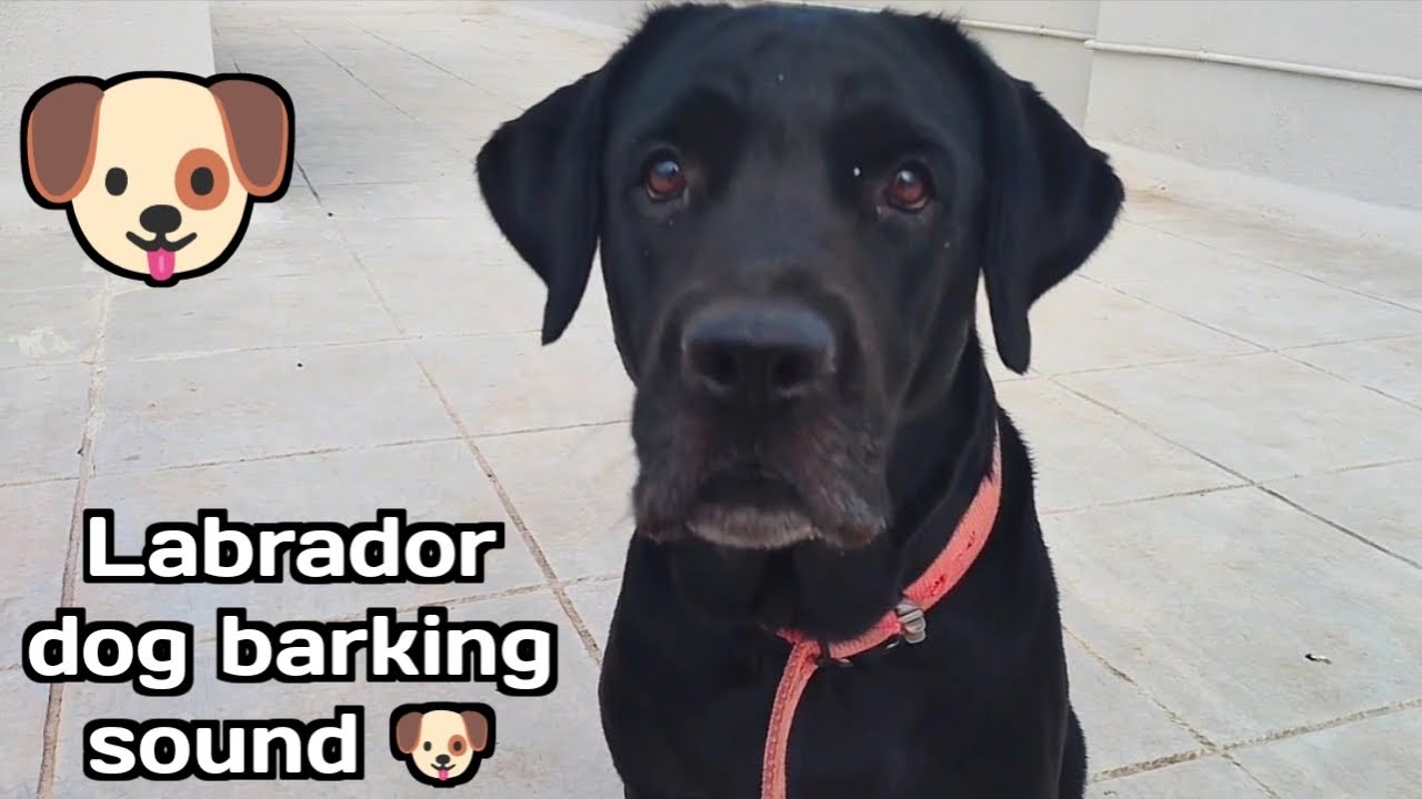 Labrador dog barking sound 🐶...