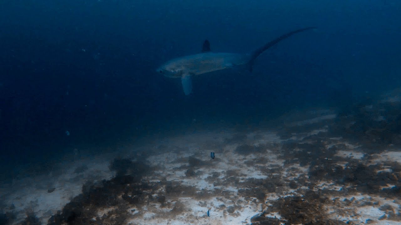 THRESHER SHARK OF MONAD SHOAL