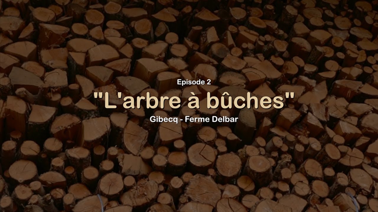 L'arbre à bûches - comment valoriser vos arbres têtards ? (Ep. 2)