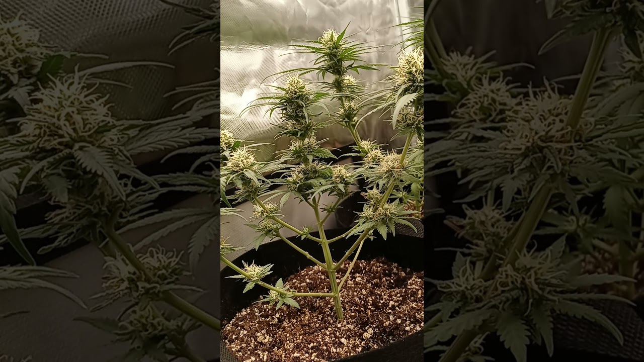 California kush Growin week5 flower #medicinalplants 🙌🏽