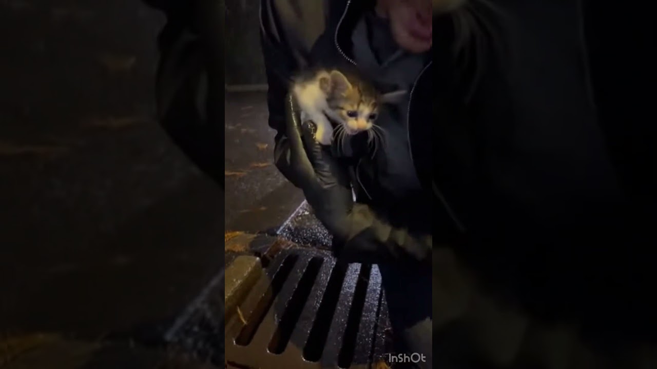 Она дрожала от холода в одиночестве под дождем... ждите конца ❤️‍🩹