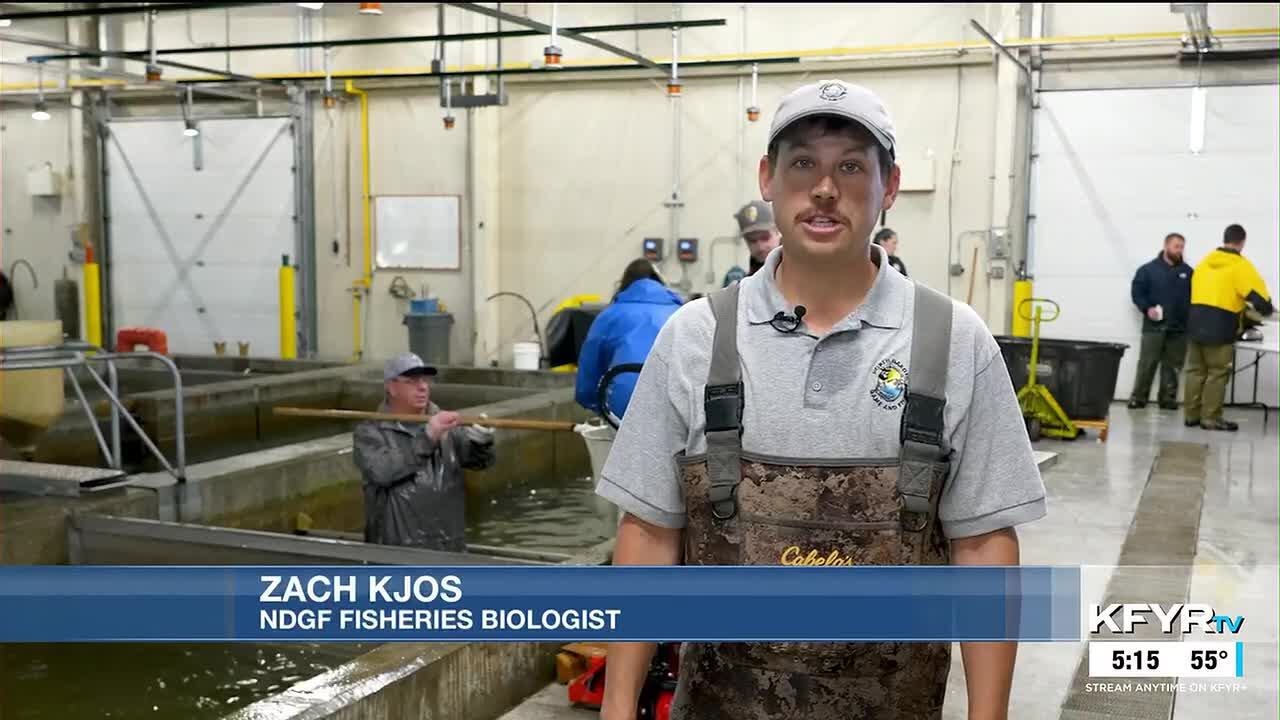 ND Outdoors: Salmon spawning at Lake Sakakawea