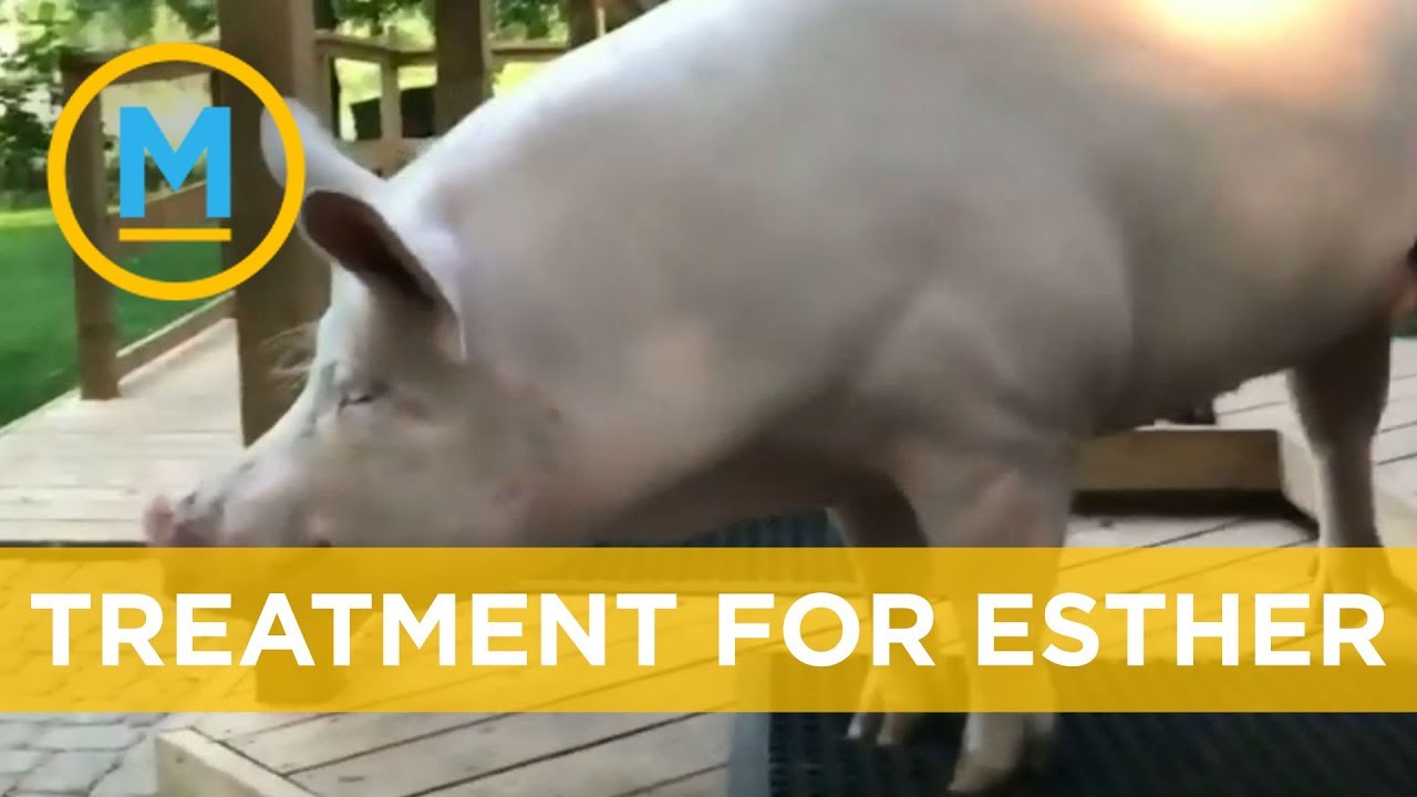Esther the Wonder Pig has been diagnosed with cancer | Your Morning