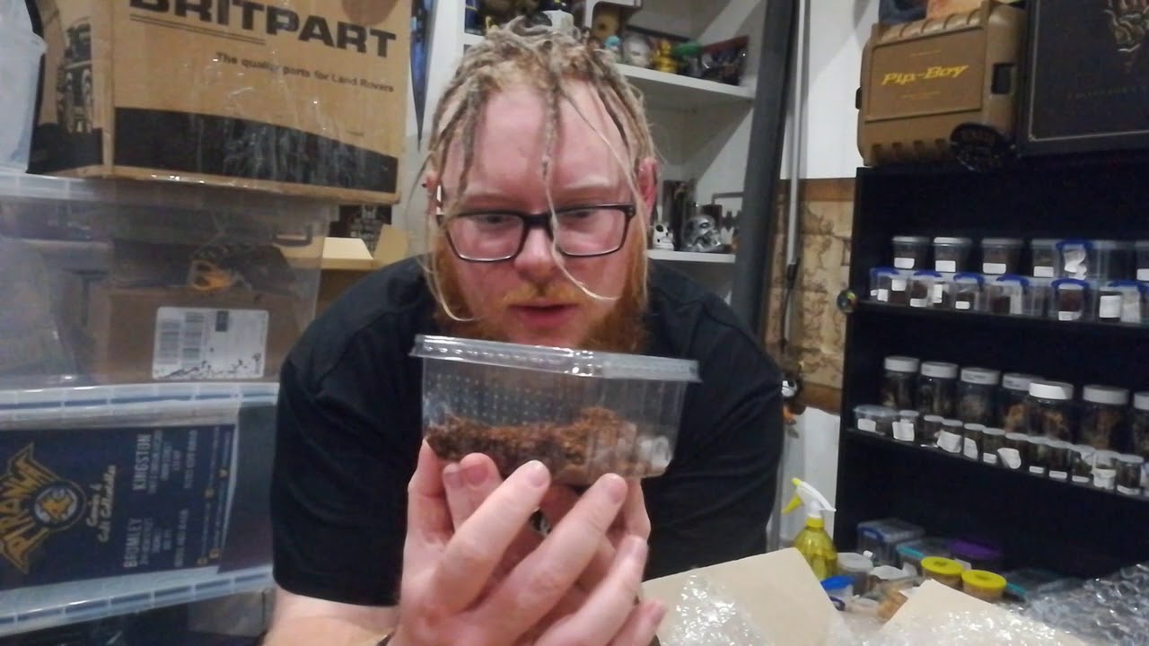 £30 Mystery Box from Portsmouth Tarantulas Southern Invert Show Brighton 18th November