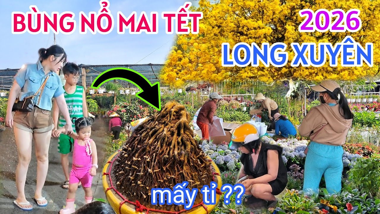 VỠ TRẬN CHỢ HOA XUÂN LONG XUYÊN 2026 ĐỘC LẠ ĐƯỜNG MAI VÀNG 100 TỶ OUT TRÌNH HOÀN TOÀN TẾT BÍNH NGỌ