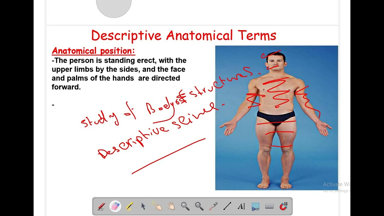 Introduction to Anatomy (BUA) dr Mohamed Alzahy