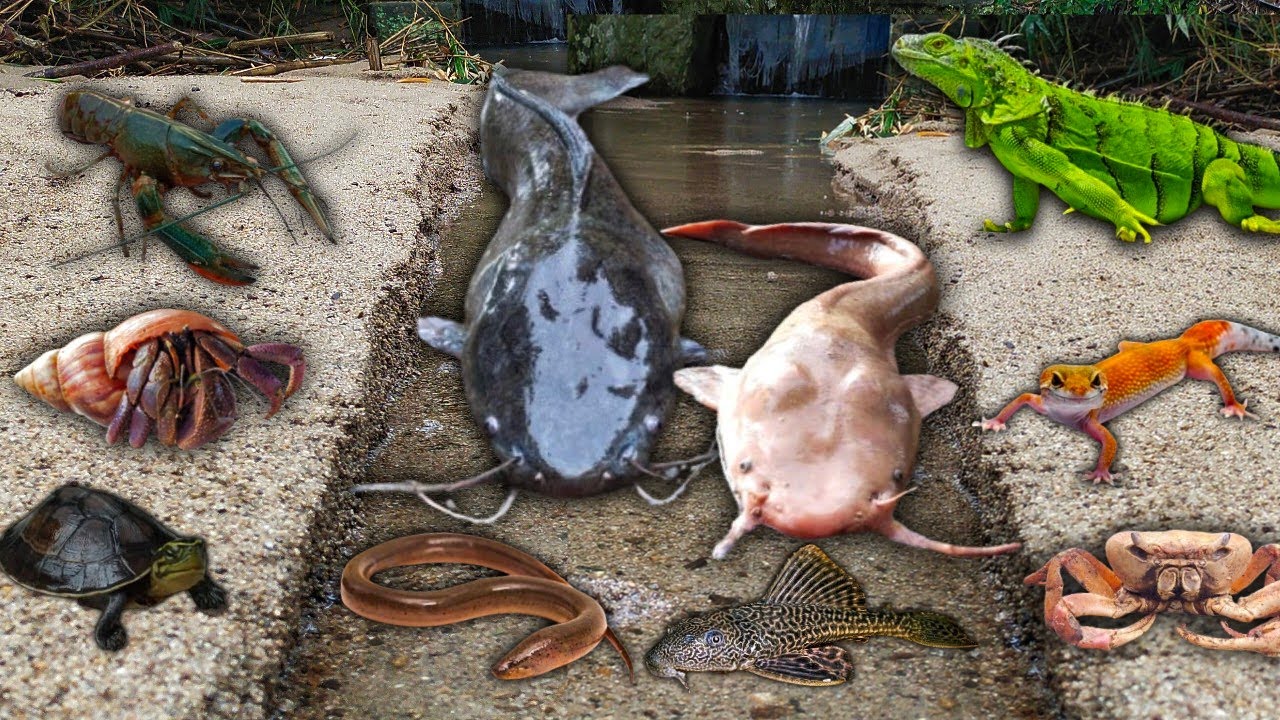 Wow Menangkap Ikan Lele Albino Diluar Lubang, Lele Raksasa, Ikan Hias, Ikan Toman, Belut, Ikan Koi