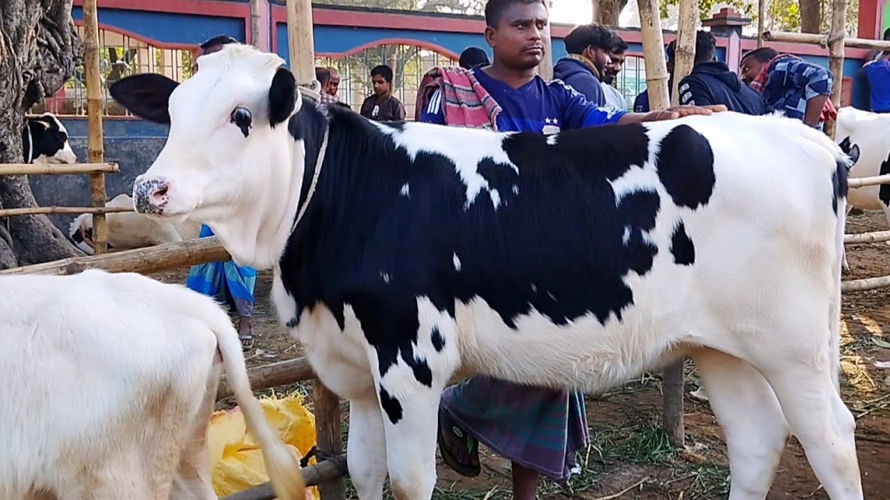 ২২/১/২০২৬ || সেরা মানের ফ্রিজিয়ান বকনা গরু বগুড়া বিখ্যাত ধাপের হাট থেকে || gorur hat cow milk 