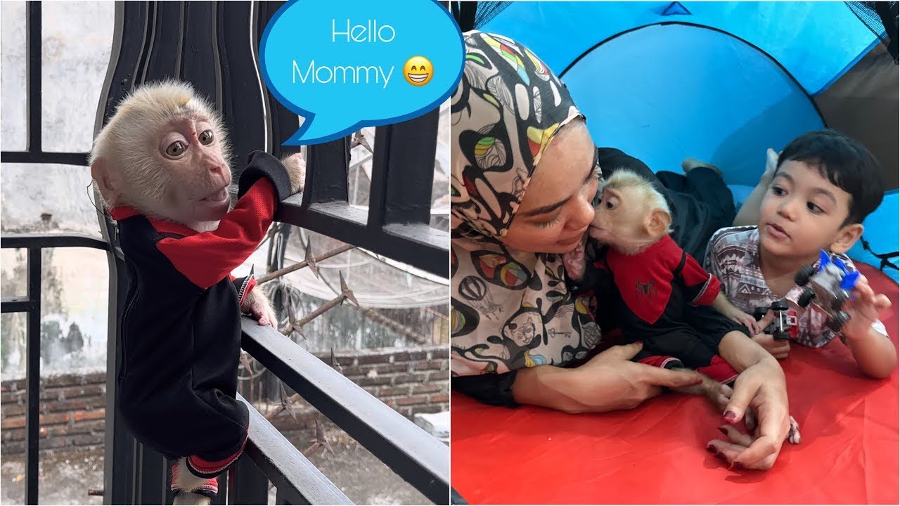 Mom is upset because Baby Monkey Alpha messed up the tent while camping with Isa