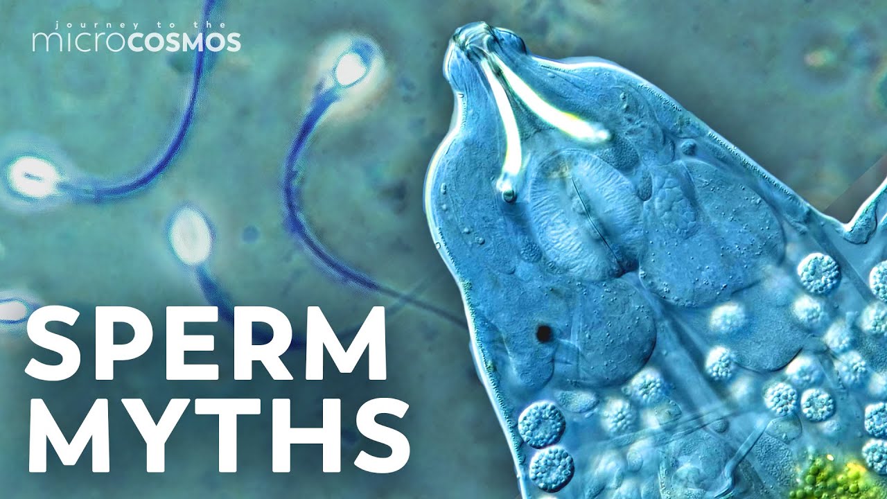 Looking at Tardigrade Sperm and Other Reproducing Swimmers