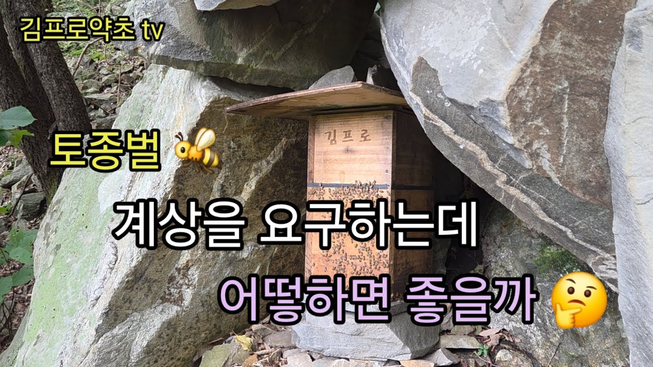 토종벌 계상을 요구하네요 🤔 초보분들에게 꿀팁드립니다 🫡
