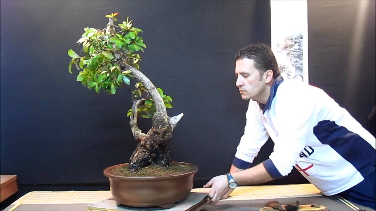 MADRO&Ntilde;O YAMADORI BONSAI.