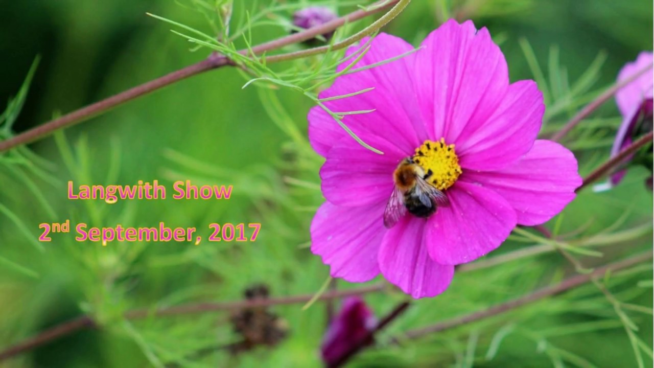 Langwith Show  - 2017