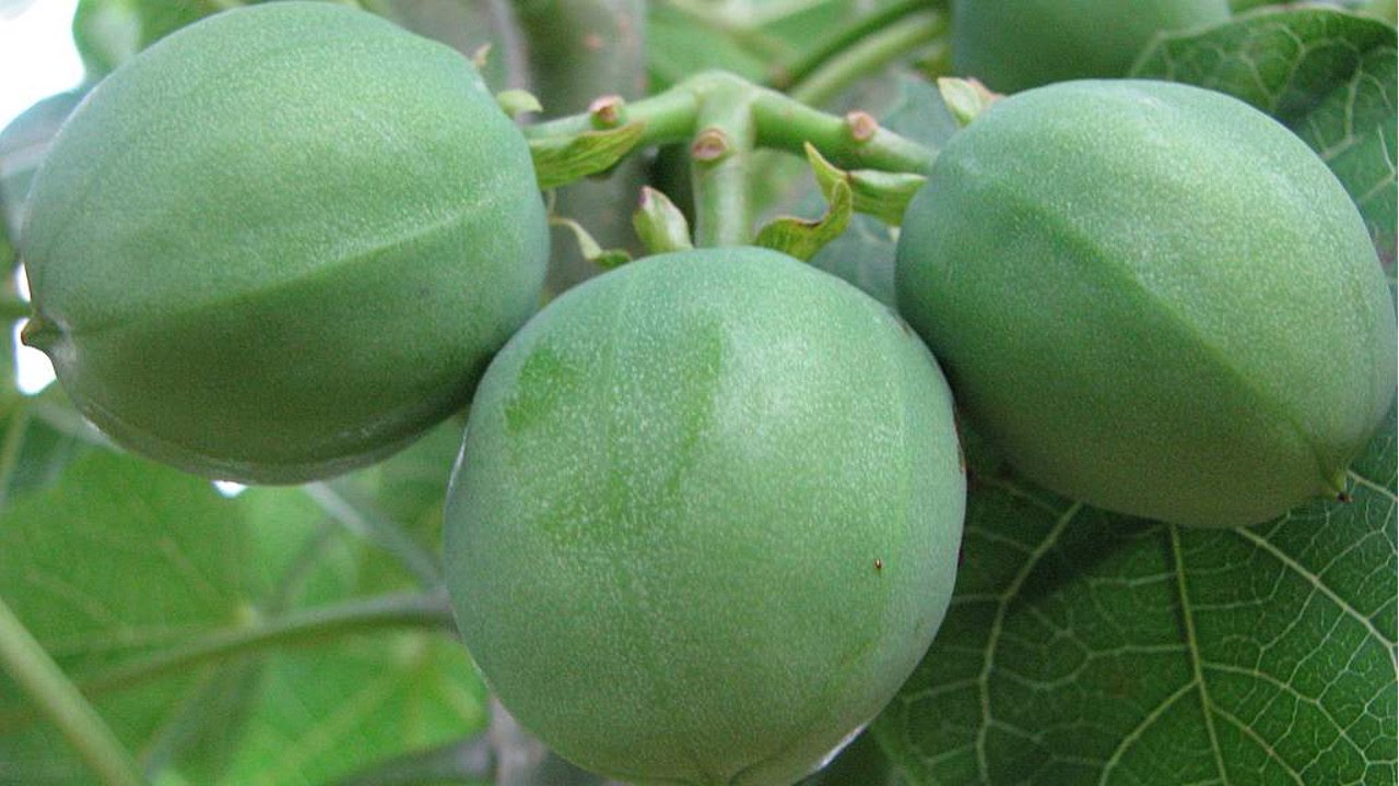 Curso Cultivo de Pinhão-Manso para Produção de Biodiesel - Plantio - Cursos CPT