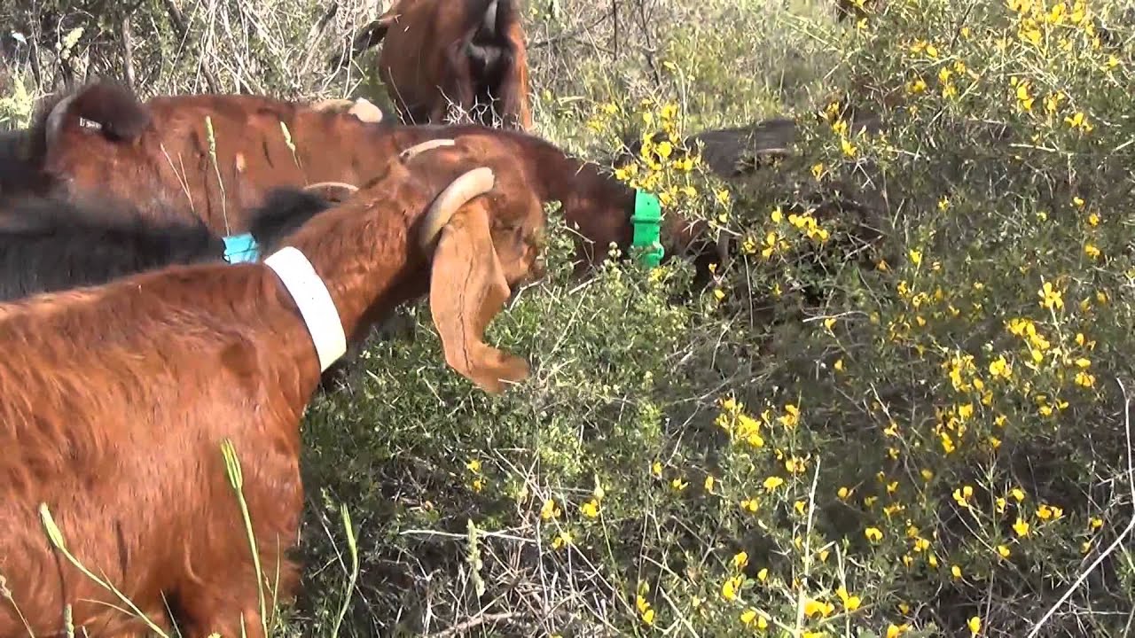 "שעיר לעזאזל או מלאך מושיע"-סרטו של רן לוי יממורי