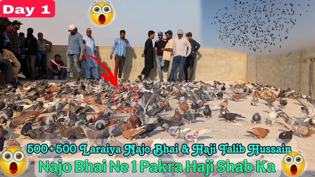 Day 1 || 500+500 Kabotar Ki Laraiya ✌️🔥Najo Bhai Ne 1 Pakra Haji Shab Ka 🔥✌️