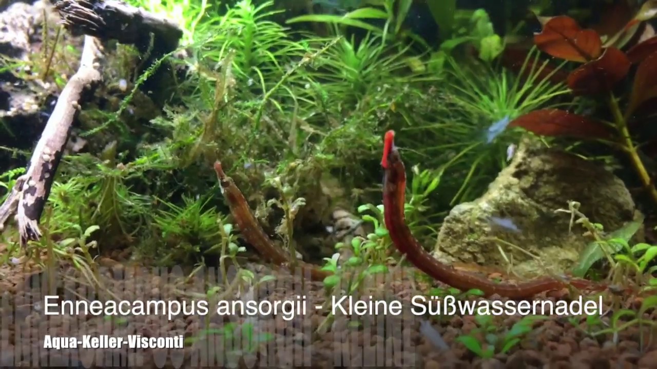 Enneacampus ansorgii was ein Hammer Rot