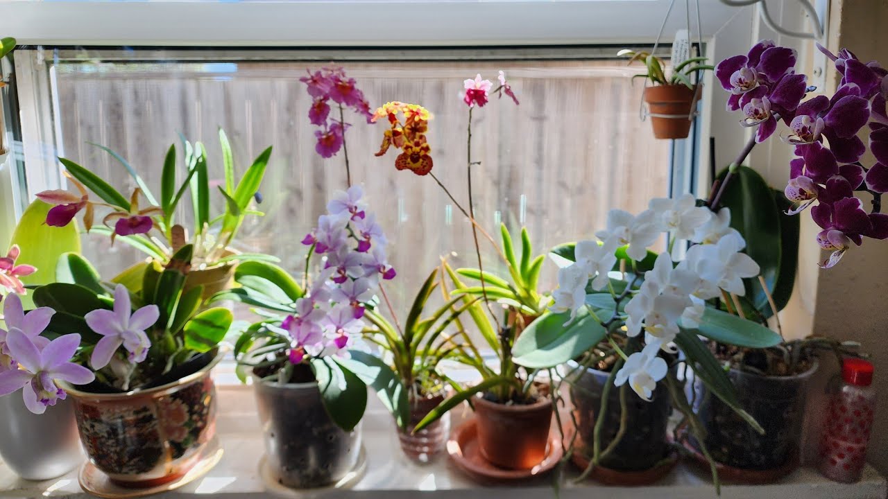 Orchids in bloom