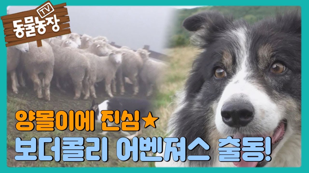 양몰이에 진심인 ‘보더콜리 어벤져스’ 출동! I TV동물농장 (Animal Farm) | SBS Story
