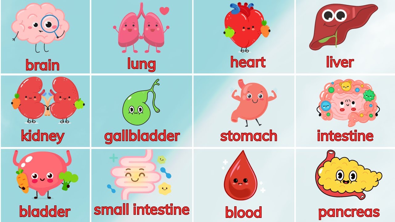 Học tiếng Anh T&ecirc;n c&aacute;c bộ phận b&ecirc;n trong cơ thể b&eacute;: Tim, Gan, Phổi | Human Body | Oh Vui Kids