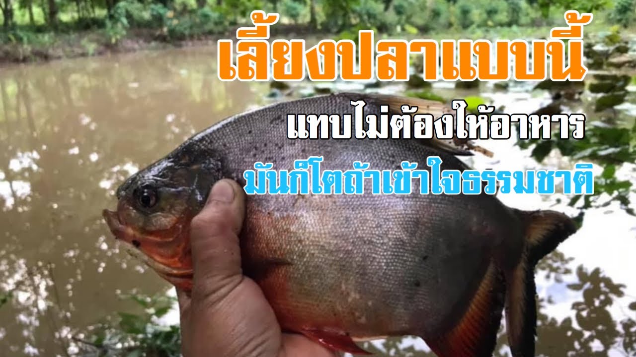เลี้ยงปลาแบบกึ่งธรรมชาติ แทบไม่ต้องให้อาหารมันก็โต [ดินแดนแห่งเสรีภาพ]