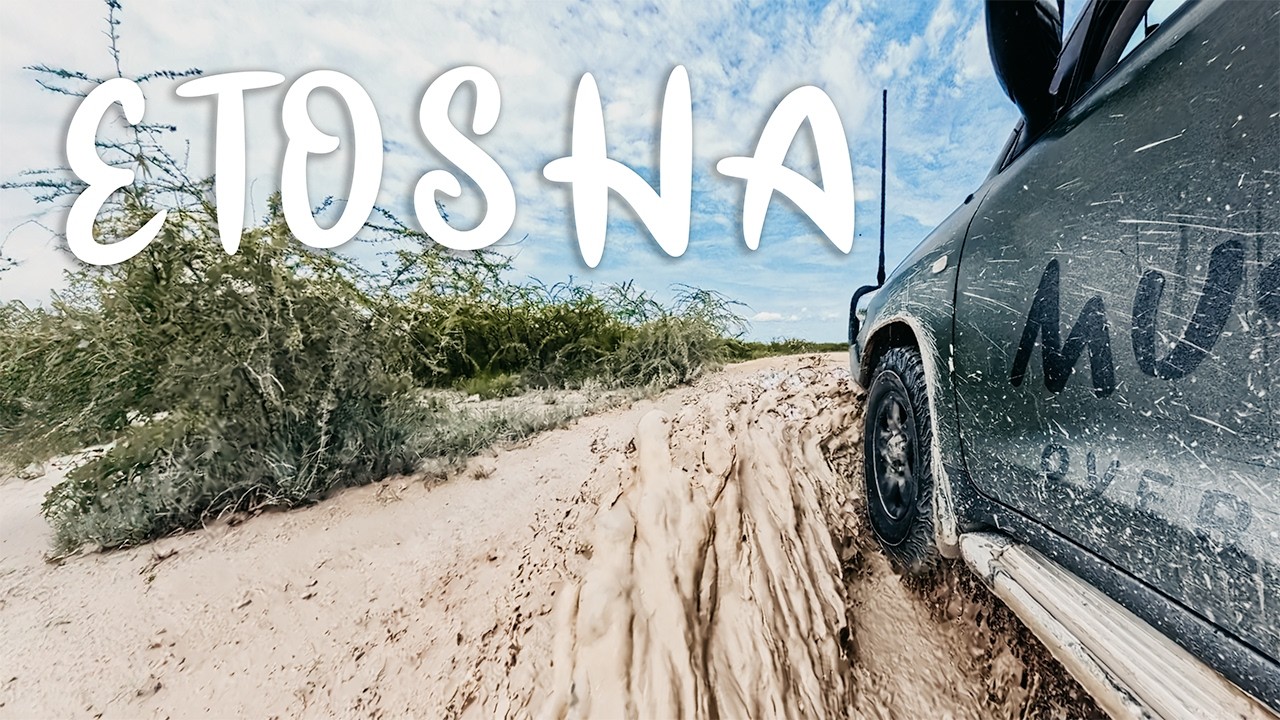 Etosha in the Wet Season | Namibia’s Wildest Transformation Caught on Camera