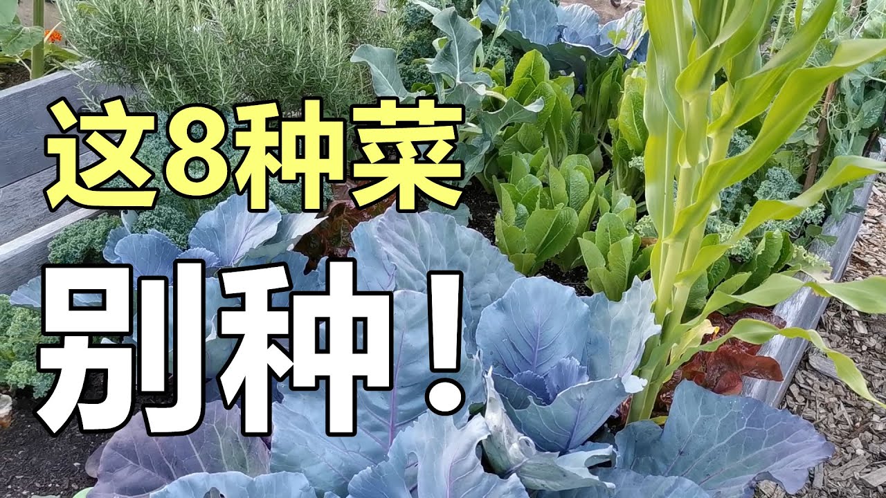 Don't Grow These Vegetables⚠️不要种这8种蔬菜, 会后悔的