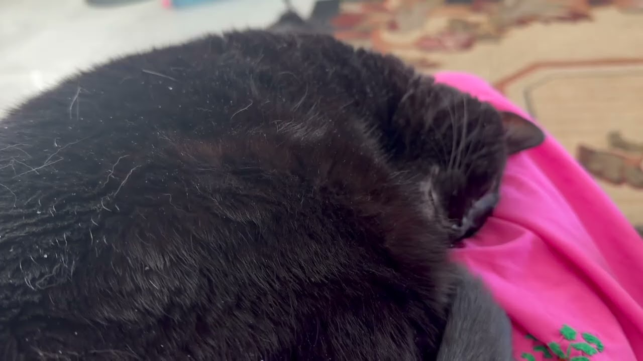 Cute Precious Piper Sleeps While the Dog is in the Room - My Adopted Shelter Cat Vlog