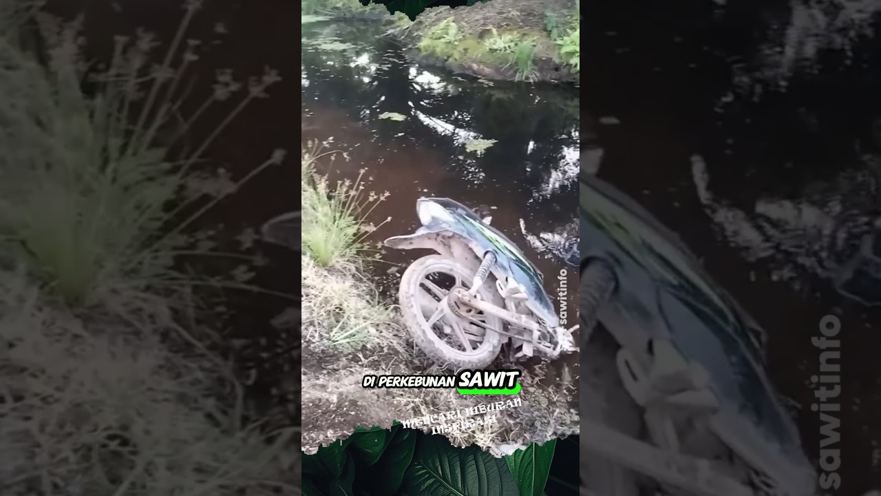 Resiko Mancing di Kebun Sawit #shorts #mancing #sawit