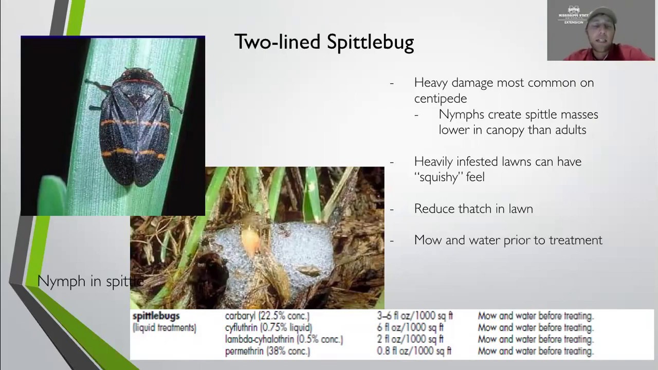 Insects in the Home Lawn with Ross Overstreet