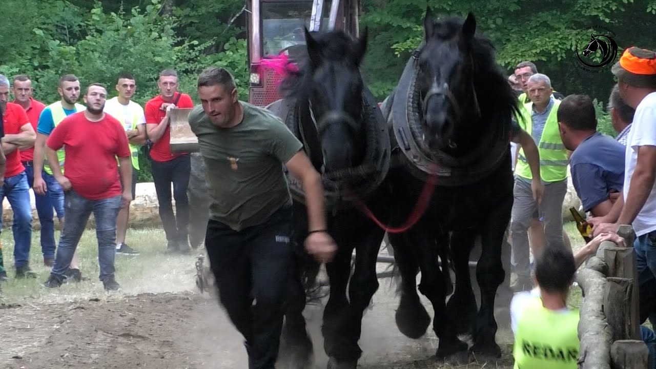 DUCELJA SA MAKSOM I SOKOLOM ŠAMPION TEŠKE U VRBLJANIMA-