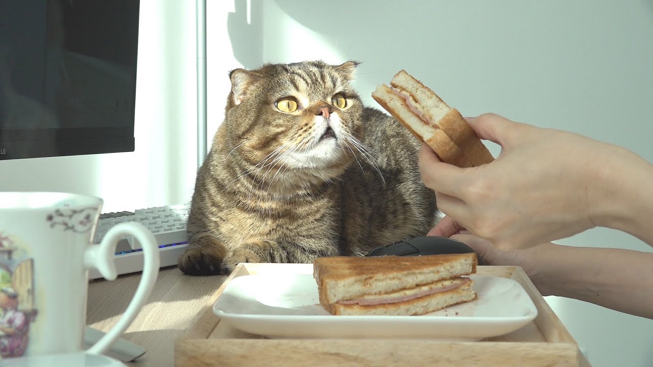 아침 먹는데 참견하는 고양이🐱, 햄치즈 토스트, 고양이 수제 간식, 문어 소시지 만들기 Vlog