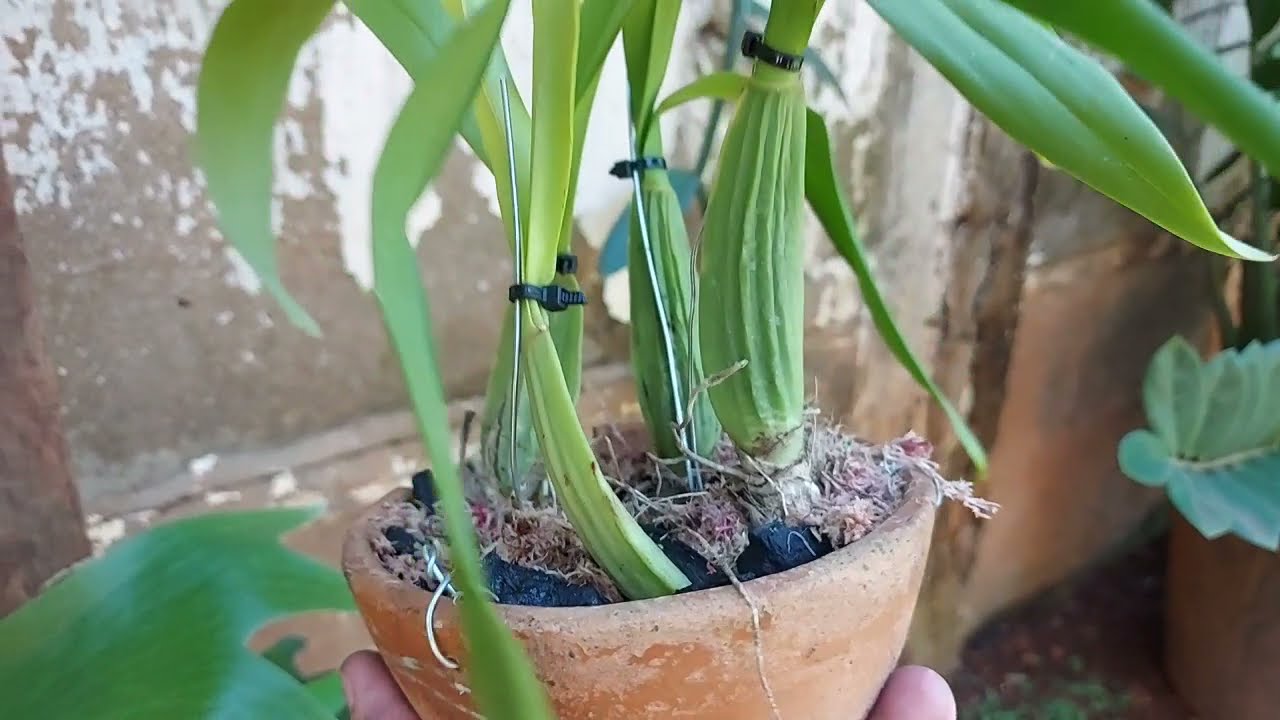 ONCIDIUM CHUVA DE OURO MORRENDO??? APRENDA COMO SALVAR!!!