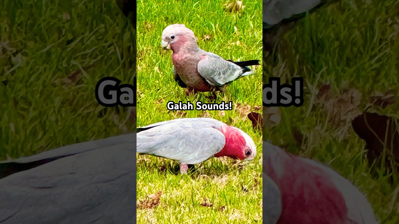 Galah Cockatoo Sounds | Neighborhood watch challenge