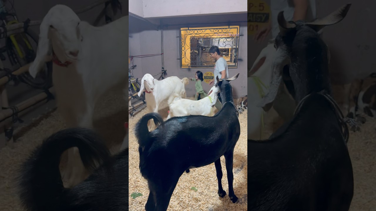 Bakra Eid | #viralvideo #bakra #bakramandi #bakraeid #deonarbakramandiupdate #deonarmandi #goat #fun