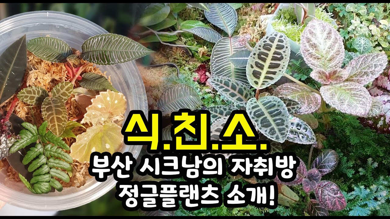 [식친소] 훈님 식물방 구경!(자취집 식물방, 테라리움, 정글플랜츠,식물소개, 식물수다)