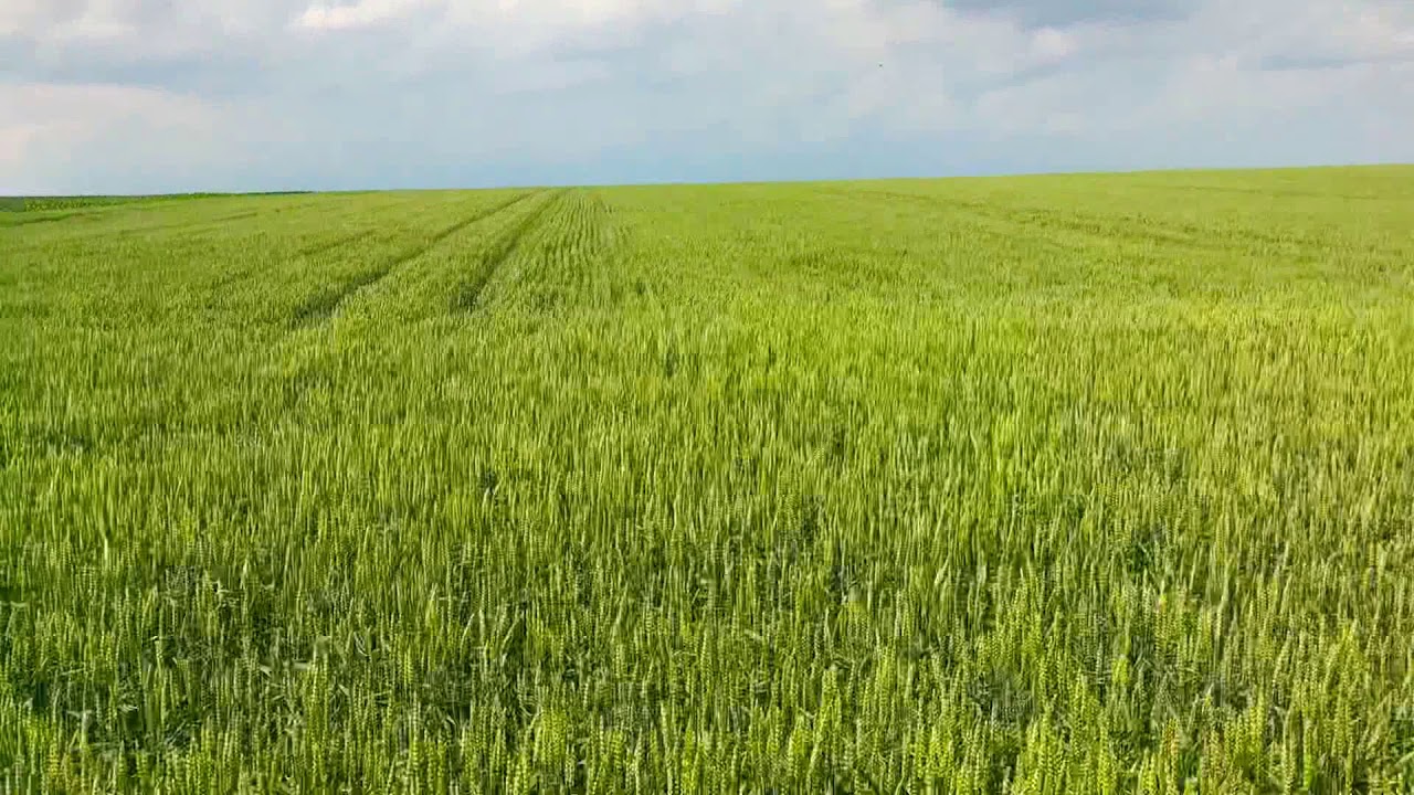 Grâu Apache 5 Iunie 2019