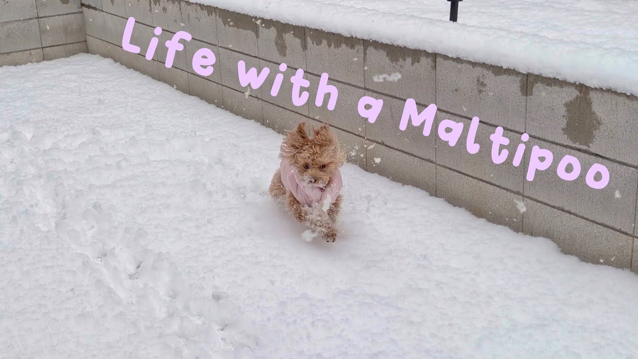Life with a Maltipoo 🧸🐾 Snowy day in Japan ❄️🥶