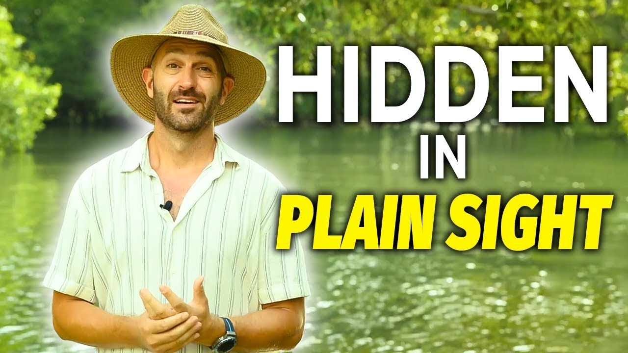 Could mangrove forests be a key solution to the climate change crisis?