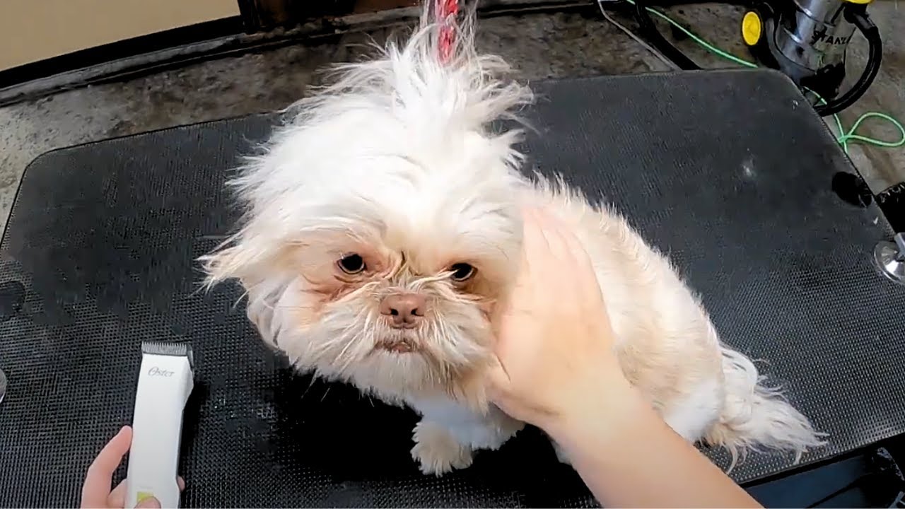 WARNING This Shih Tzu Health Mistake Could Cost You THOUSANDS