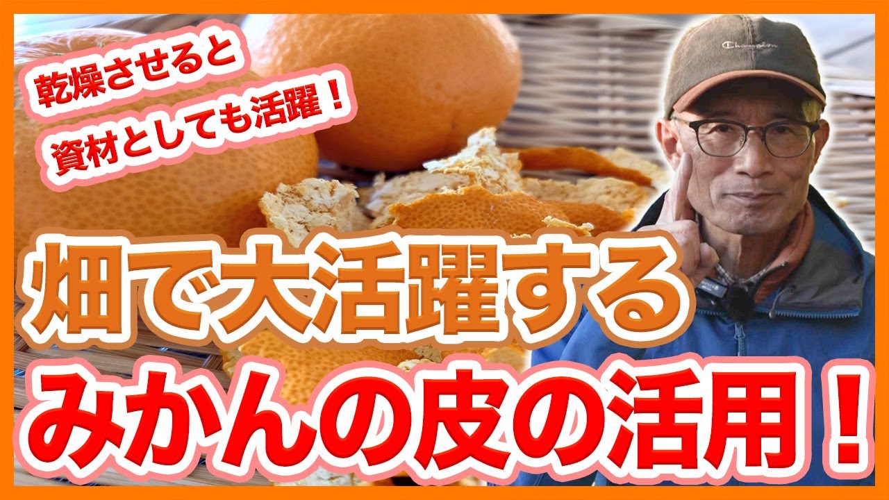 家庭菜園や農園の野菜栽培ではみかんの皮が大活躍！害虫忌避や肥料の作り方と野菜の育て方！【農家直伝】