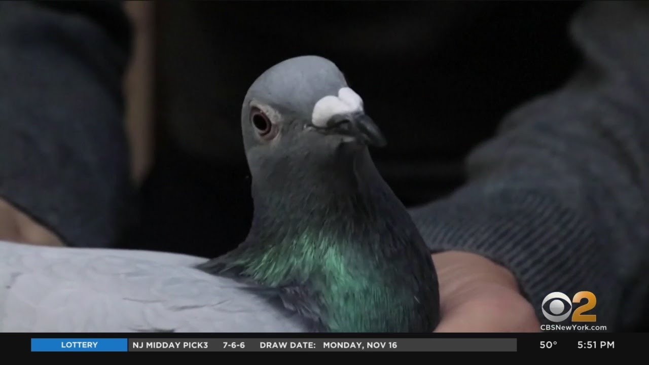 Pigeon Sells For $1.9 Million