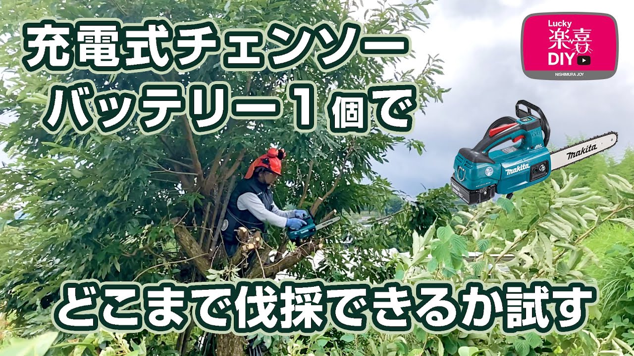 充電式チェンソーでどんぐりの木を丸ごとカットする
